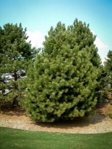 Сосна Чёрная (Pinus Nigra) купить по цене от 270.00р. в интернет-магазине «Посадика» с доставкой почтой в в Шумерляе и по всей России – [изображение №1].