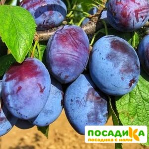 Слива Чачакская ранняя купить по цене от 229.00р. в интернет-магазине «Посадика» с доставкой почтой в в Шумерляе и по всей России – [изображение №1].