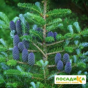 Пихта корейская (Abies koreana) купить по цене от 450.00р. в интернет-магазине «Посадика» с доставкой почтой в в Шумерляе и по всей России – [изображение №1].