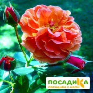 Роза Арабия купить по цене от 350.00р. в интернет-магазине «Посадика» с доставкой почтой в в Шумерляе и по всей России – [изображение №1].