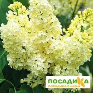 Сирень Примроуз (Primrose) купить по цене от 529.00р. в интернет-магазине «Посадика» с доставкой почтой в в Шумерляе и по всей России – [изображение №1].