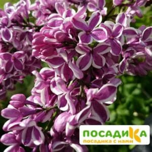 Сирень Сенсация купить по цене от 529.00р. в интернет-магазине «Посадика» с доставкой почтой в в Шумерляе и по всей России – [изображение №1].