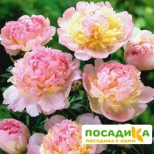 Пион Распберри Сандей (Paeonia Raspberry Sundae) купить по цене от 959р. в интернет-магазине «Посадика» с доставкой почтой в в Шумерляе и по всей России – [изображение №1].