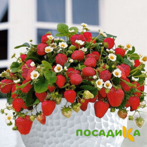 Клубника Рубиновый Шепот (горшечная) купить по цене от 240р. в интернет-магазине «Посадика» с доставкой почтой в в Шумерляе и по всей России – [изображение №1].