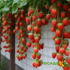 Клубника вьющаяся Комплимент купить по цене от 470р. в интернет-магазине «Посадика» с доставкой почтой в в Шумерляе и по всей России – [изображение №1].