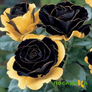 Роза Ханни Сикл купить по цене от 700р. в интернет-магазине «Посадика» с доставкой почтой в в Шумерляе и по всей России – [изображение №1].