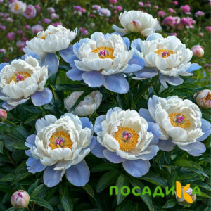 Пион акварельный Этюд купить по цене от 806р. в интернет-магазине «Посадика» с доставкой почтой в в Шумерляе и по всей России – [изображение №1].