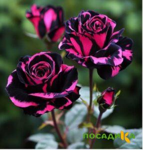 Роза Багровый Шепот купить по цене от 366р. в интернет-магазине «Посадика» с доставкой почтой в в Шумерляе и по всей России – [изображение №1].