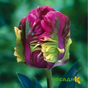 Тюльпан Экзотик Хэвен купить по цене от 186р. в интернет-магазине «Посадика» с доставкой почтой в в Шумерляе и по всей России – [изображение №1].