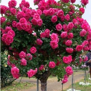 Роза Версаля купить по цене от 232р. в интернет-магазине «Посадика» с доставкой почтой в в Шумерляе и по всей России – [изображение №1].